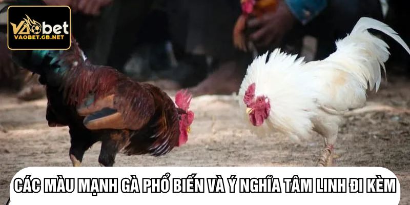 Các màu mạnh gà phổ biến và ý nghĩa tâm linh đi kèm