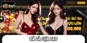 Đá gà cựa dao