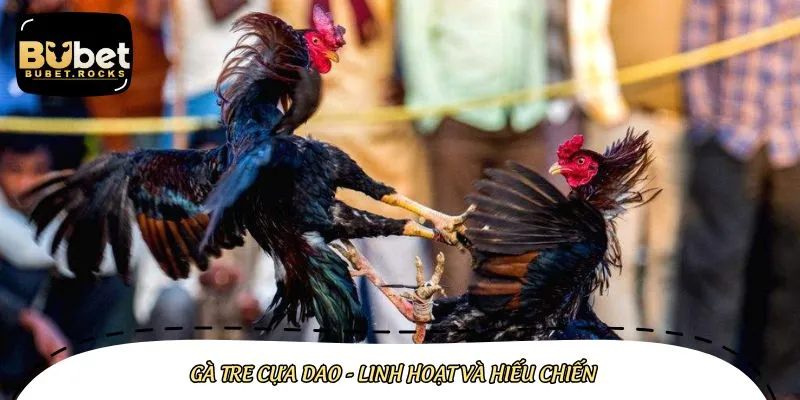Gà tre là giống chiến kê được sử dụng nhiều trong da ga cua dao