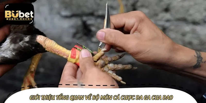 Gà chiến tham gia da ga cua dao được trang bị công cụ sắc nhọn