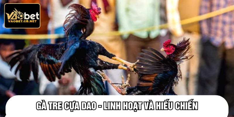 Gà tre cựa dao - linh hoạt và hiếu chiến