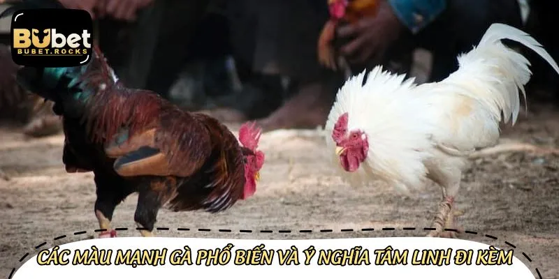 Ý nghĩa sau mỗi màu lông chiến kê bạn cần phải nắm rõ