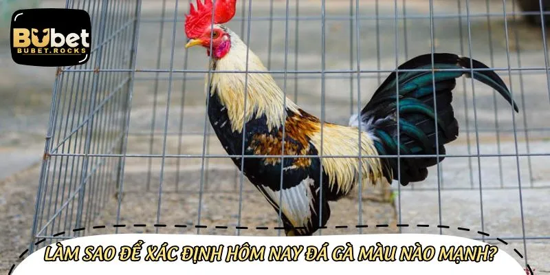 Giải đáp hôm nay đá gà màu nào mạnh và có khả năng thắng cao nhất