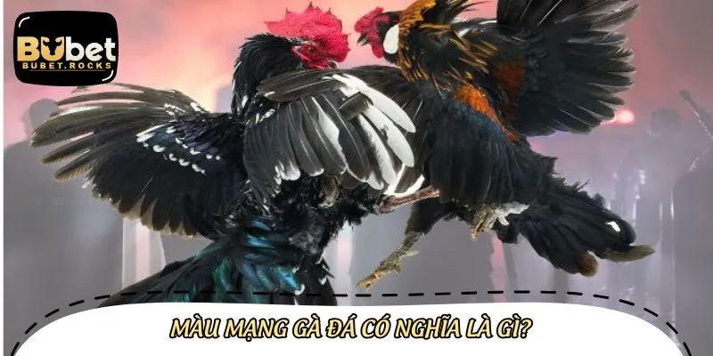 Chọn hôm nay đá gà màu nào mạnh cực kỳ quan trọng trong mỗi trận đấu