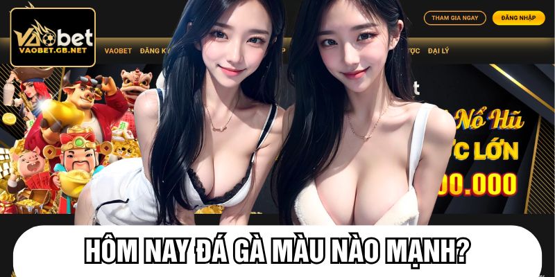 Hôm nay đá gà màu nào mạnh
