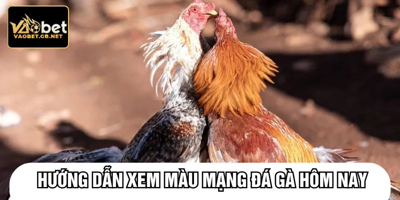 Hướng dẫn xem màu mạng đá gà hôm nay
