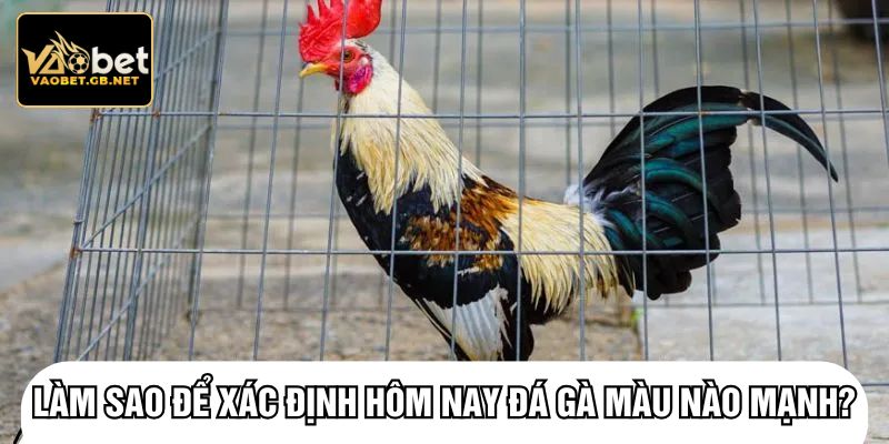 Làm sao để xác định hôm nay đá gà màu nào mạnh