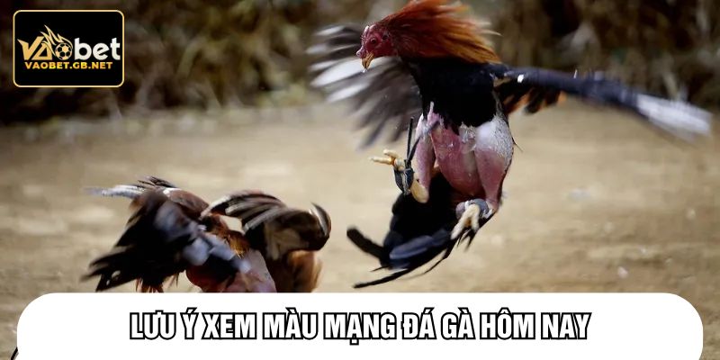 Lưu ý xem màu mạng đá gà hôm nay
