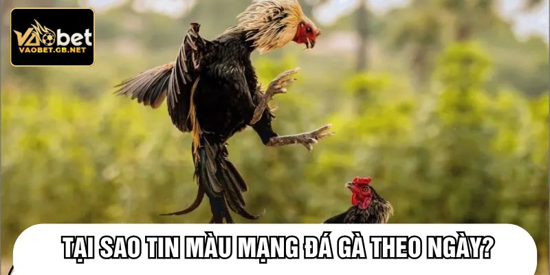 Tại sao tin màu mạng đá gà theo ngày?